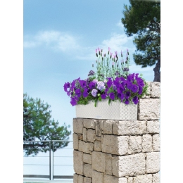 Viedā poda Balconera Cottage kopšanas instrukcija