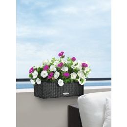 Augu pārstādīšanas process Balconera Cottage podā