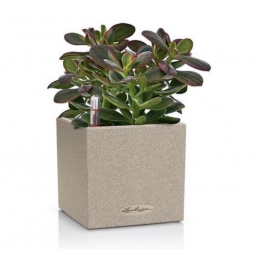 Viedais puķu pods Canto Stone 14 Sand Beige