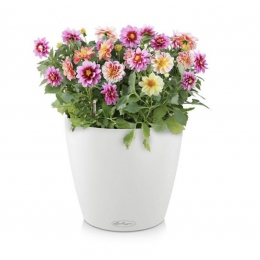 Viedais puķu pods Classico Color 18 balts, matēts