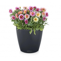 Viedais puķu pods Classico Color 18 melns, matēts