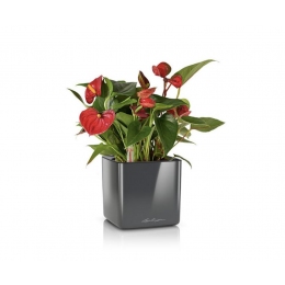Kompakts CUBE GLOSSY 14 puķu pods uz plaukta