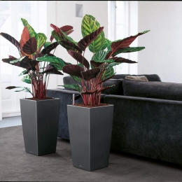 LECHUZA Cubico 40 Charcoal izmantošanas piemērs interjerā