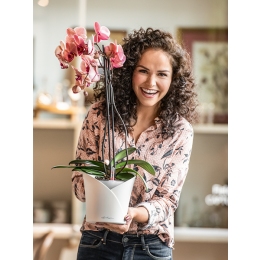 LECHUZA Orchidea pašlaistošā sistēma darbībā