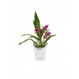 Orchidea Slate puķu poda laistīšanas sistēmas detaļas
