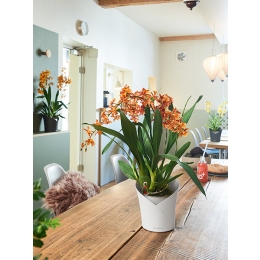 LECHUZA Orchidea Slate pods ar orhideju maisījumu