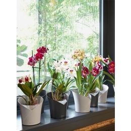 Viedā puķu poda Orchidea Slate praktiskā izmantošana